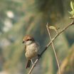 Shrikes